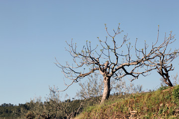 Higuera y para en borde de bancal