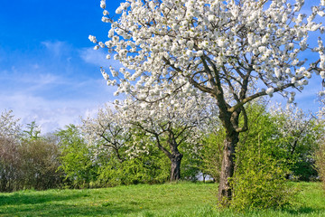 Fototapeta premium Cherry Blossom in Spring