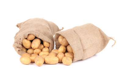 Ripe potatoes in sacks.