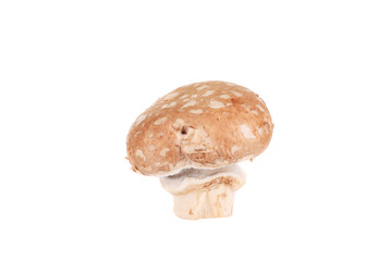 Beautiful brown champignon.