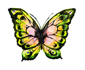 butterflies design