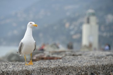gabbiano