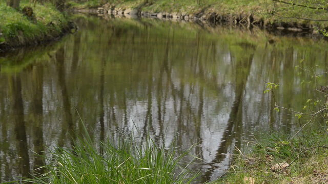 still creek in the springtime