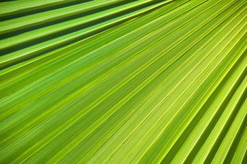 Lines and textures of Green Palm leaves.