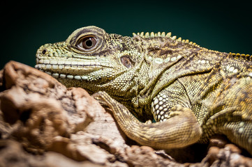 Gecko