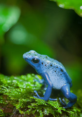 Grenouille azur