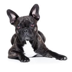 french bulldog
