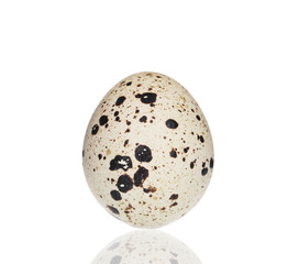 Naklejka na ściany i meble Single quail egg.