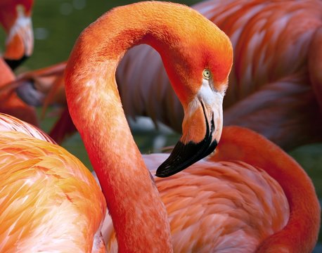 Fototapeta American Flamingo - Phoenicopterus ruber