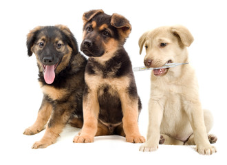puppies looks