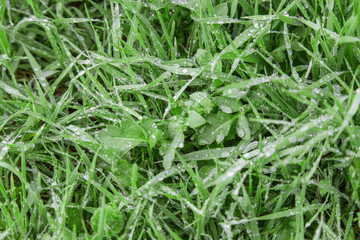 Fototapeta na wymiar Green grass after rain