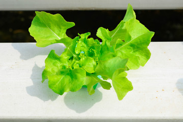 hydroponic farm