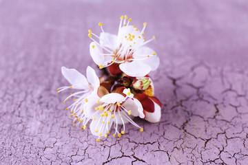 Fototapeta na wymiar Beautiful apricot blossom on old wooden background