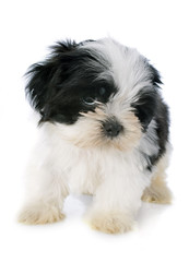 puppy shitzu