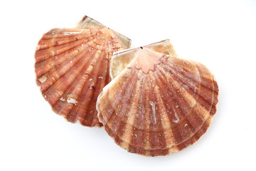 coquilles saint-jacques © ALF photo