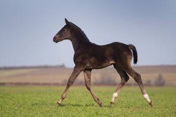 Running black foal in spring field