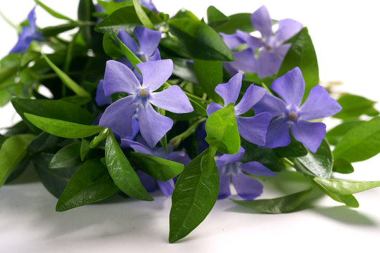 Vinca flower isolated on white background
