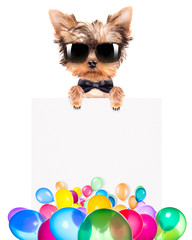 dog with Holiday banner and colorful balloons