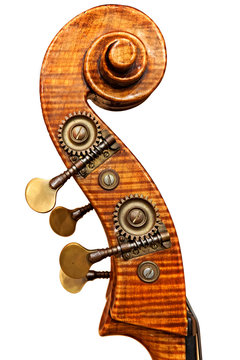 Riccio di Contrabbasso