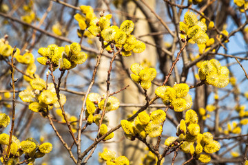 branches of a willow blossom in the spring against the blue sky