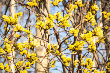 branches of a willow blossom in the spring against the blue sky