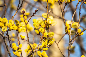 branches of a willow blossom in the spring against the blue sky