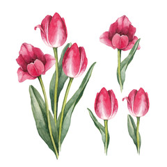 Fototapeta premium Watercolor tulips on a white background