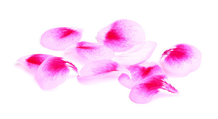 Pink flower petals.