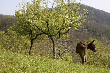 Asinello