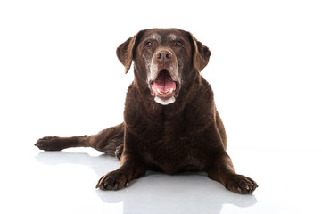 Bellender Hund