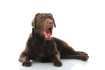 Labrador Retriever gähnt