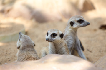 group of meerkat