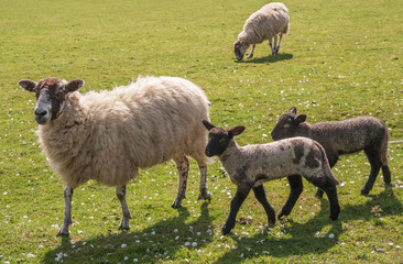 Scottish Mule x Suffolk, ewe and twin lambs