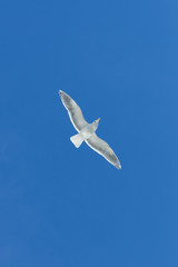 Fototapeta na wymiar Seagull flying under blue sly