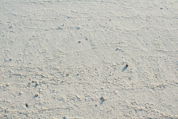 White beach sand texture with pine leave