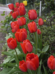 tulipes rouges