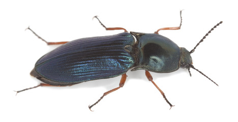Click-beetle, Selatosomus aeneus isolated on white background