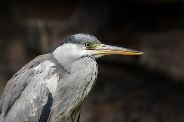 Grey Heron (Ardea cinerea)