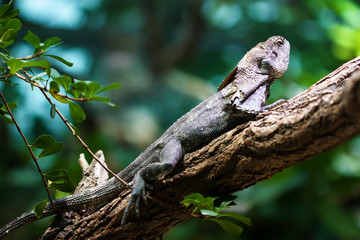 Frill-necked lizard (Chlamydosaurus kingii)