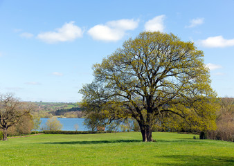 Obraz premium Country scene Blagdon Lake Somerset Somerset England UK