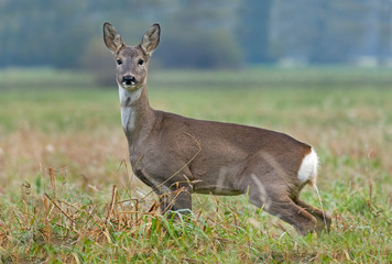 Roe deer