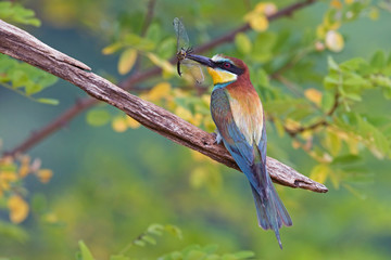 Bee eater