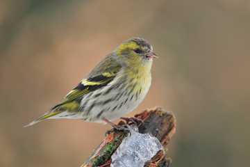 Siskin