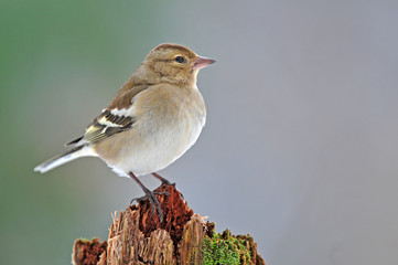Chaffinch