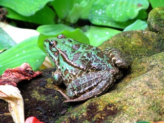 Grenouille
