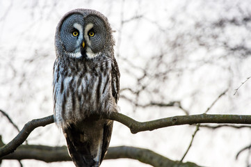 Great Grey Owl
