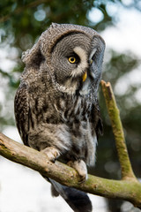 Great Grey Owl