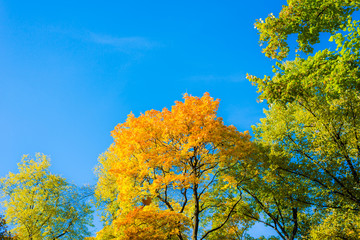 Contrast trees on the blue sky