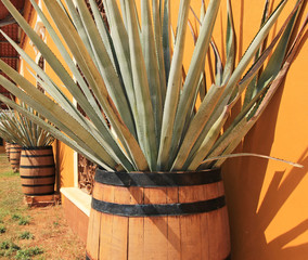 Agave americana ( tequila ingredient )