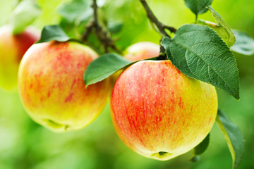 red apples